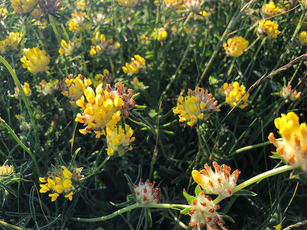 Kidney Vetch, Old Harry Rocks Walk, June