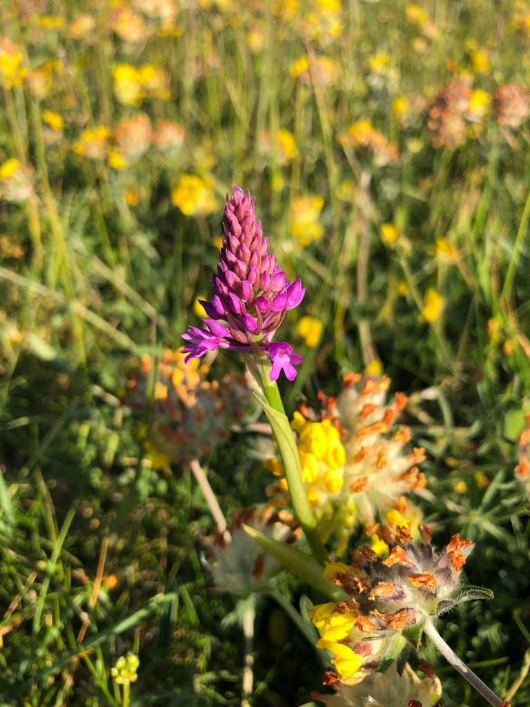 Pyramidal Orchid, Old Harry Rocks Walk, June