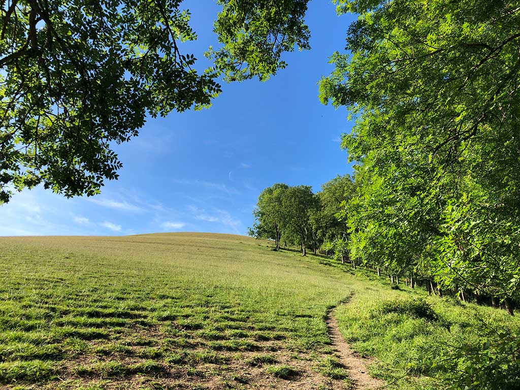 Follow the path up through the steep grassy field keeping the woodland to your right