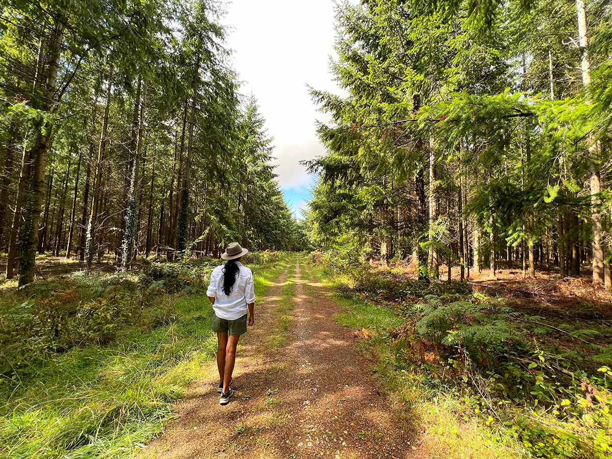 walking through conifer plantations