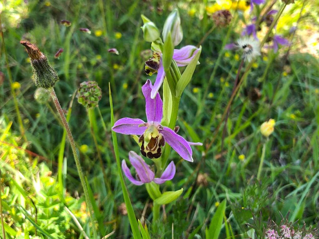Bee Orchid, Durlston Country Park to Dancing Ledge Walk
