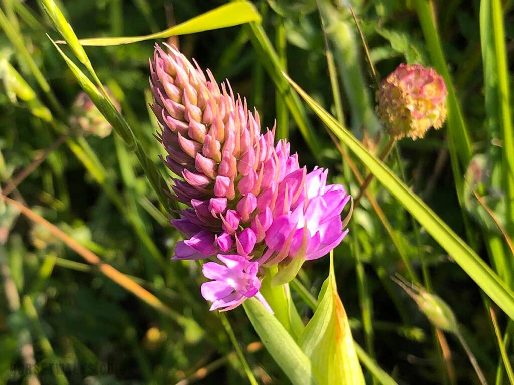 Pyramidal Orchid