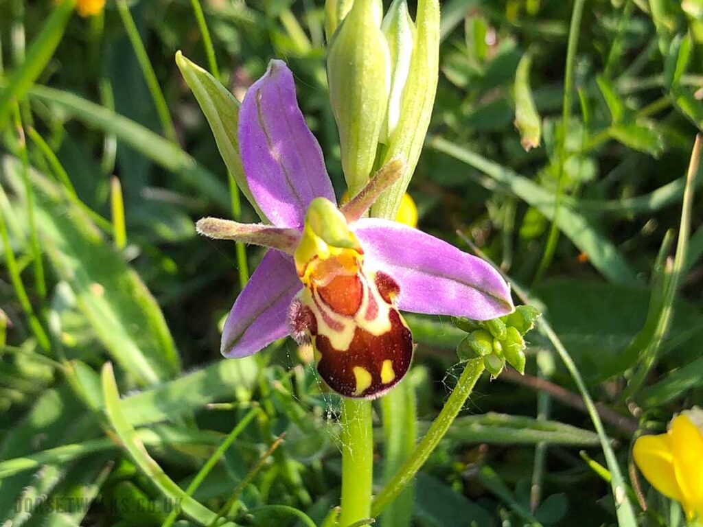 Bee Orchid